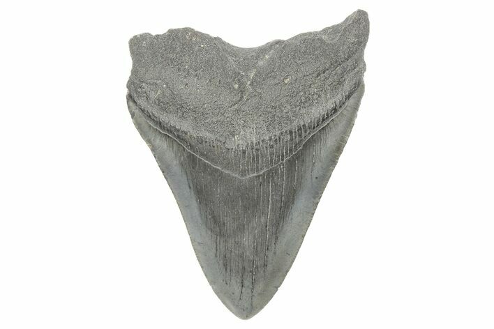 Fossil Megalodon Tooth - South Carolina #190250